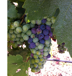 Veraison
